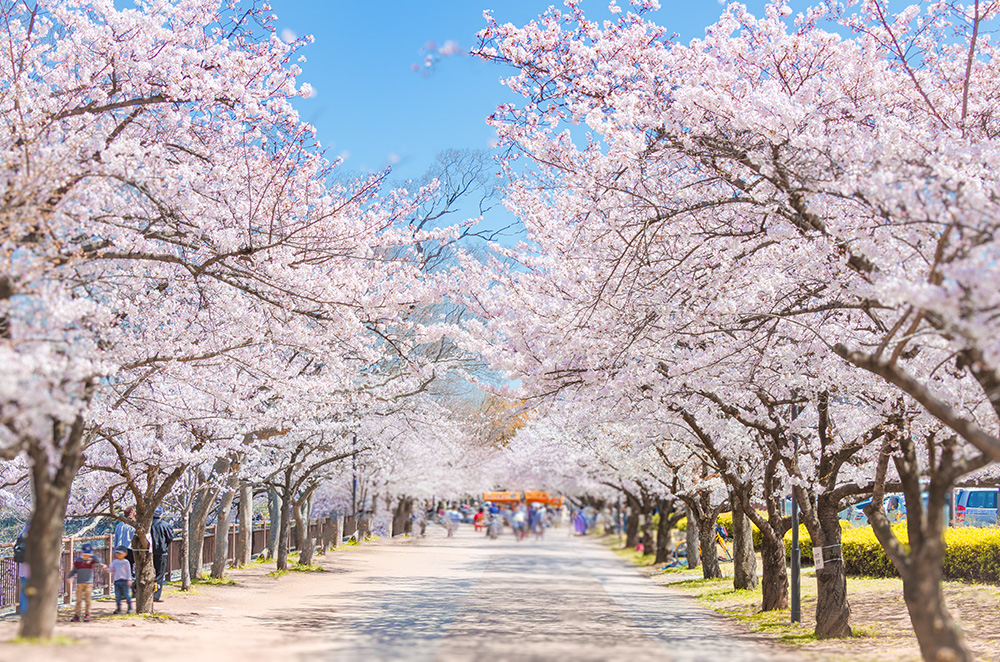 桜並木