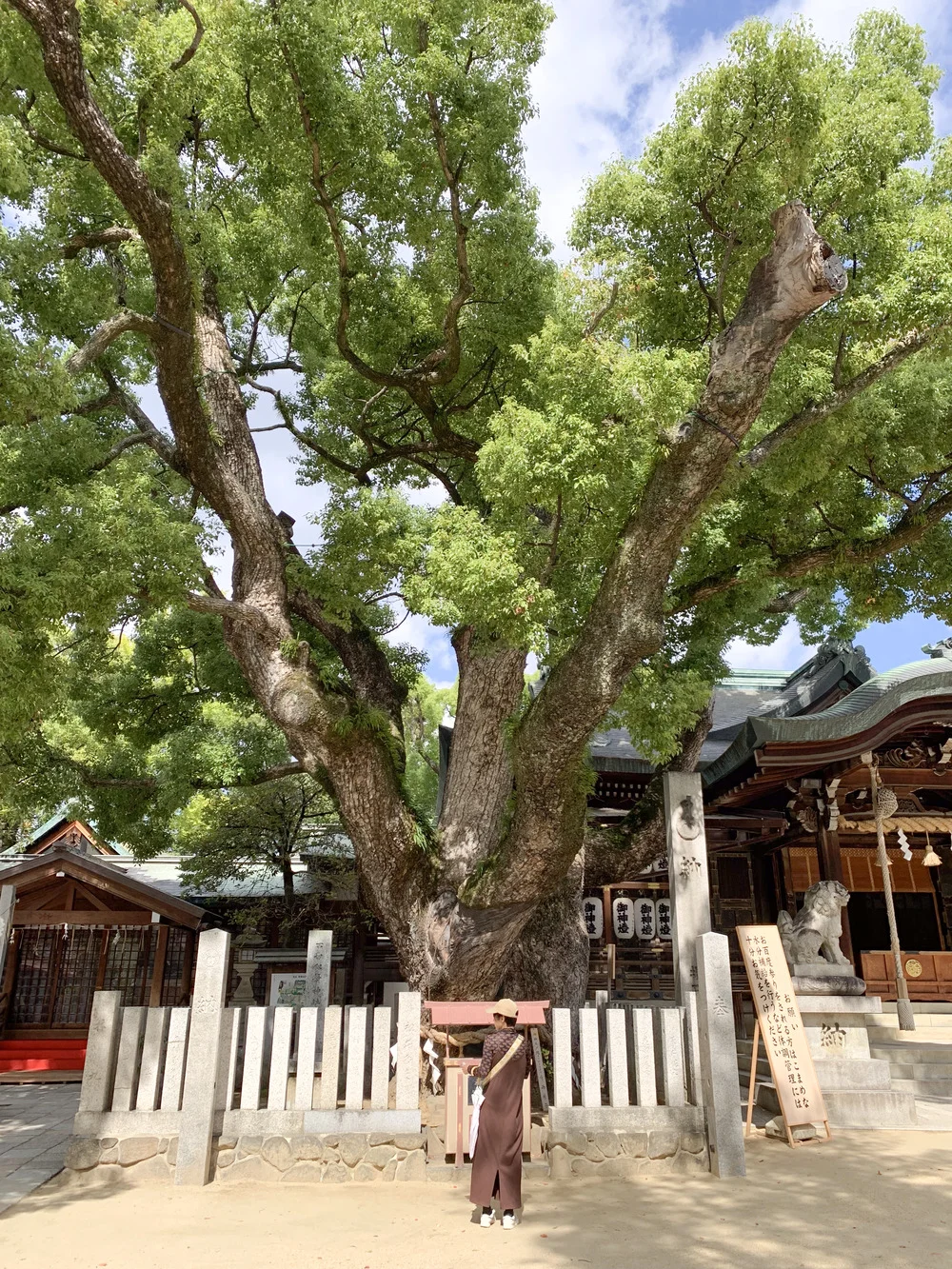 楠