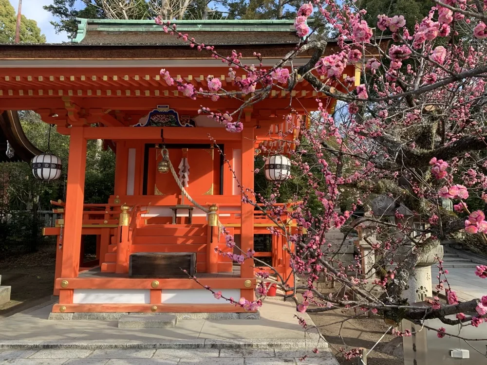 北野天満宮の梅