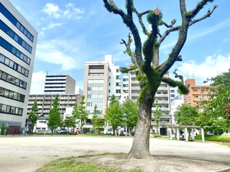 住吉公園の広場に立つ大きな木
